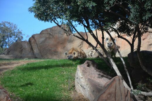 Bioparc Walencja