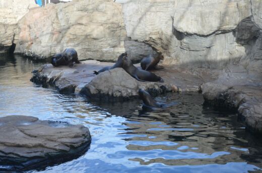 Oceanarium Walencja