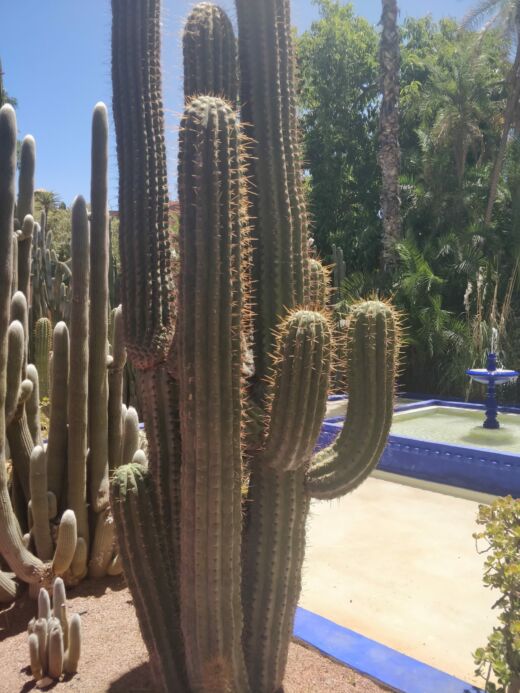 Majorelle Marrakesz