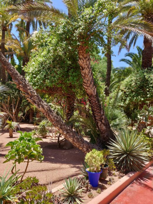 Majorelle Marrakesz