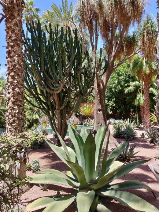 Majorelle Marrakesz