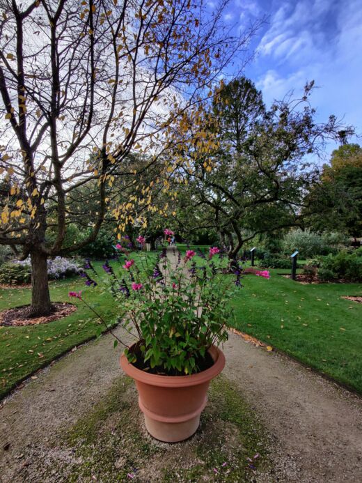 Ogród Botaniczny Oxford