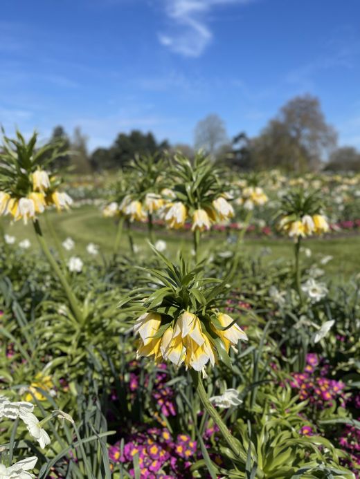 Kew Gardens