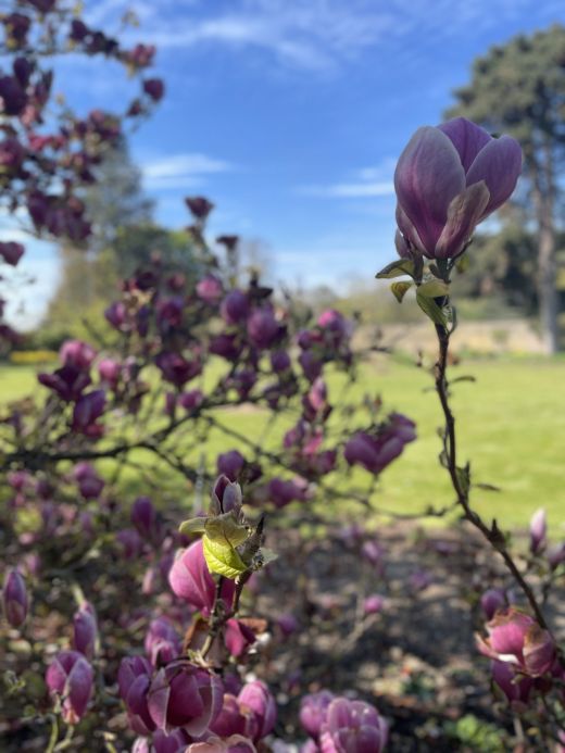 Kew Gardens