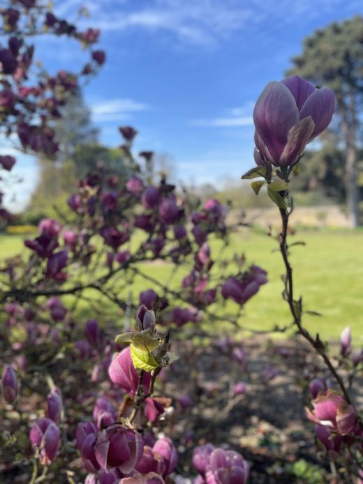 Kew Gardens