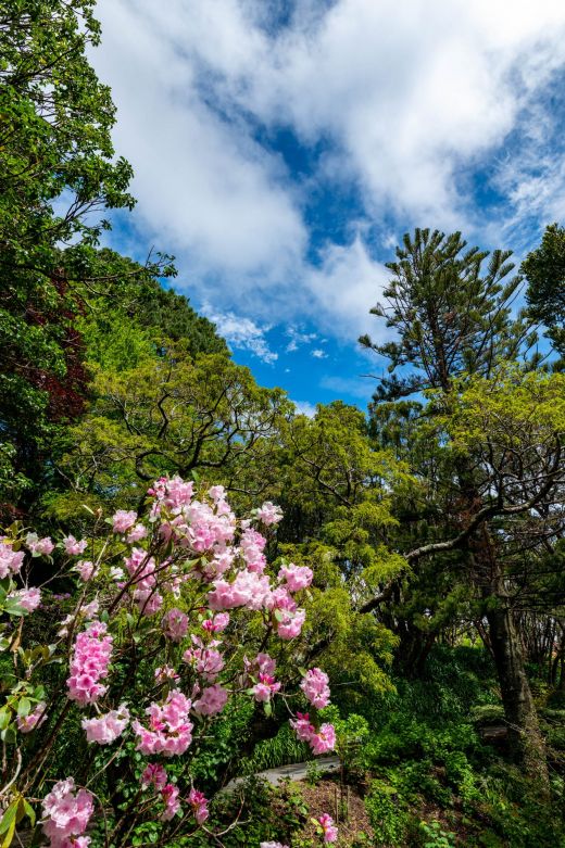 Ogrody Botaniczne w Wellington