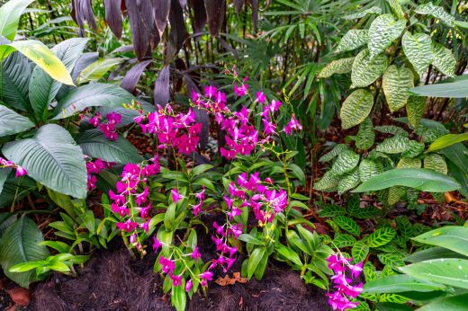 Ogród Botaniczny Singapur Azja