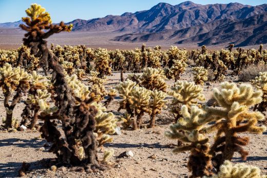 Choalla Cactus Joshua Tree