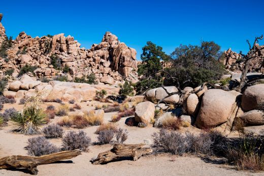 Hidden Valey w Joshua Park