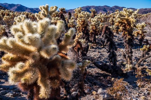 Joshua Tree Choalla Cactus