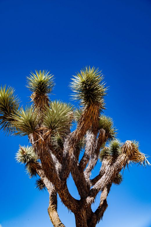 Joshua Tree w Kalifornii