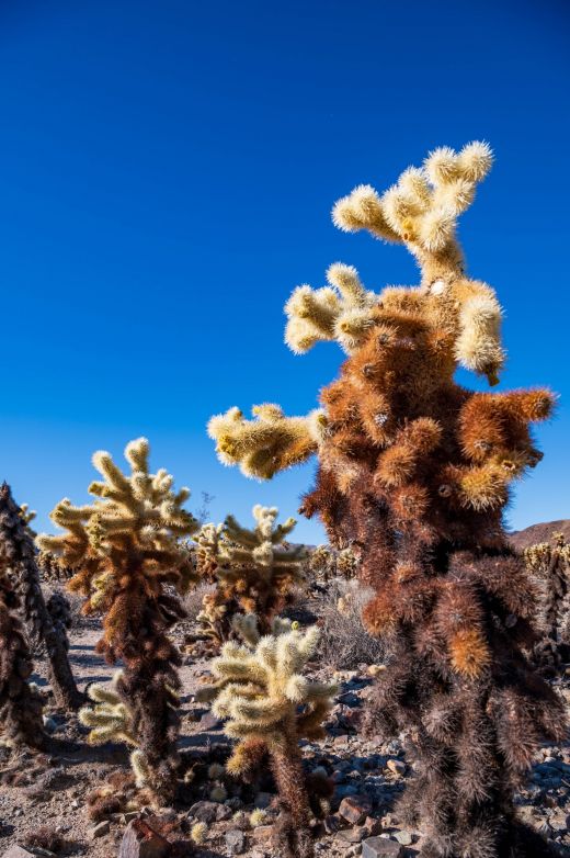 Ogród Choalla Cactus Joshua Tree