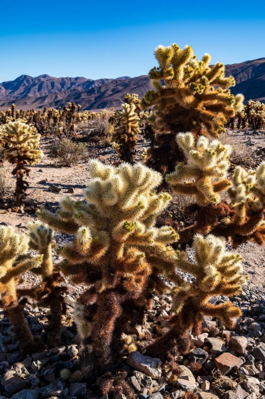 Ogród Choalla Cactus