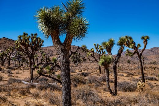 Park Joshua Tree
