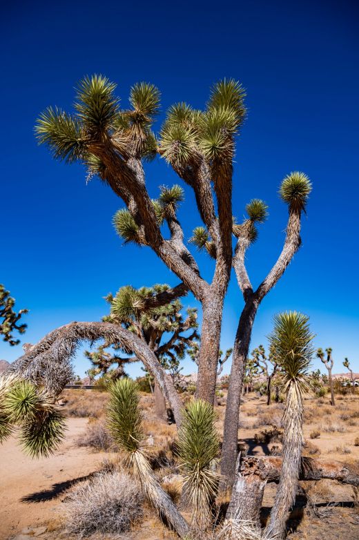 Park Narodowy Joshua Tree