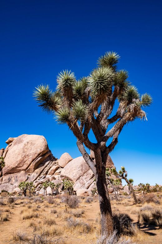 Park Narodowy Joshua Tree