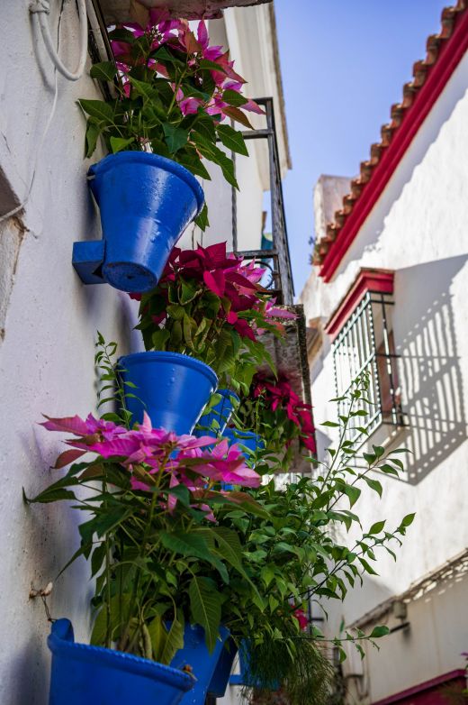 Calle de las Flores Kordoba