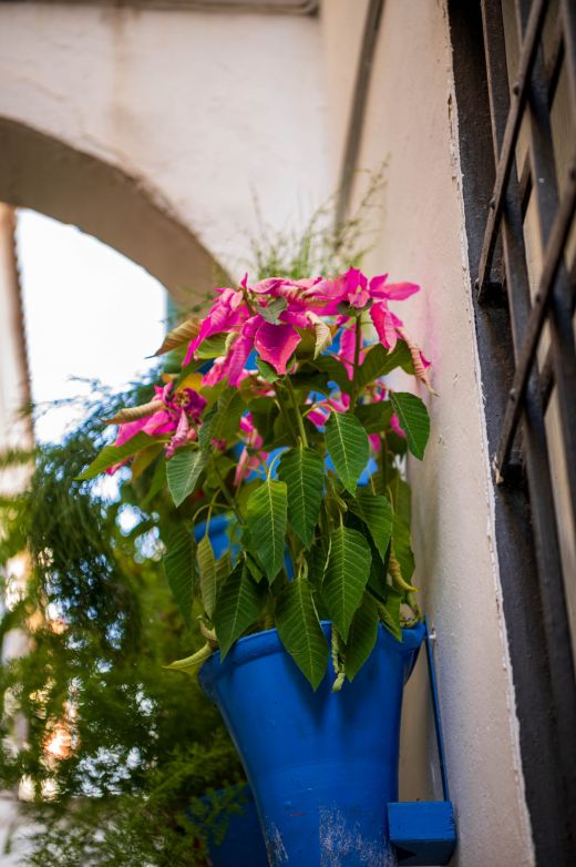 Calle de las Flores Kordoba