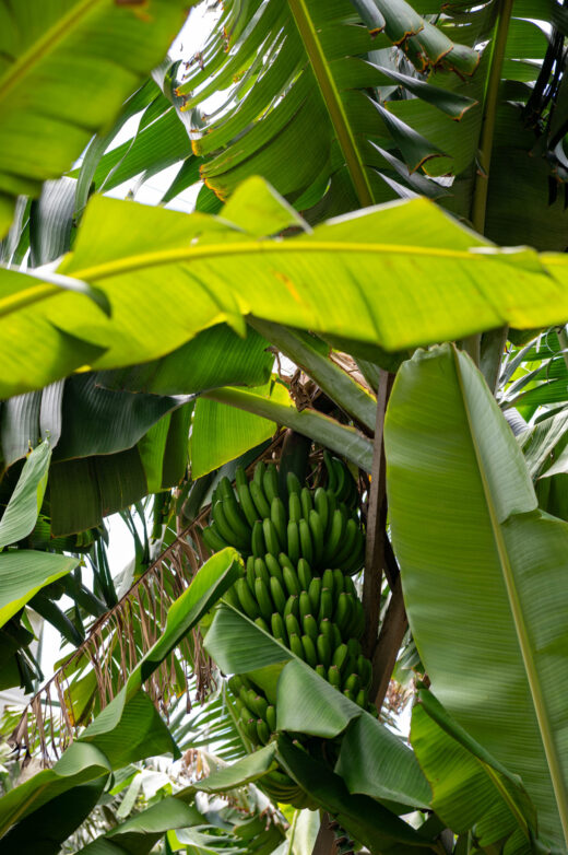 Madera Pole Bananowe