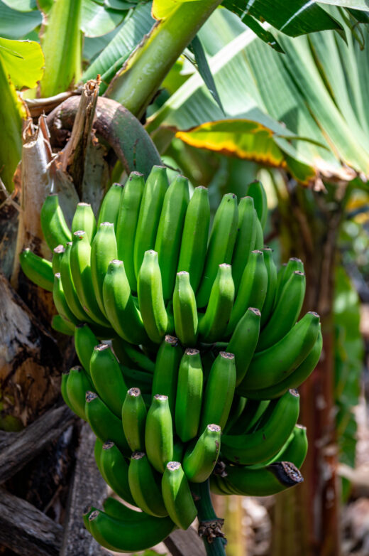 Madera Pole Bananowe