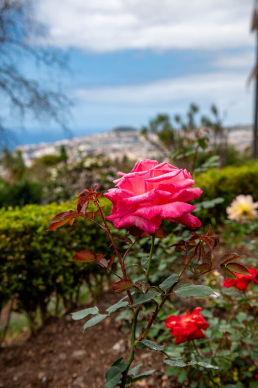 Funchal Ogród Botaniczny