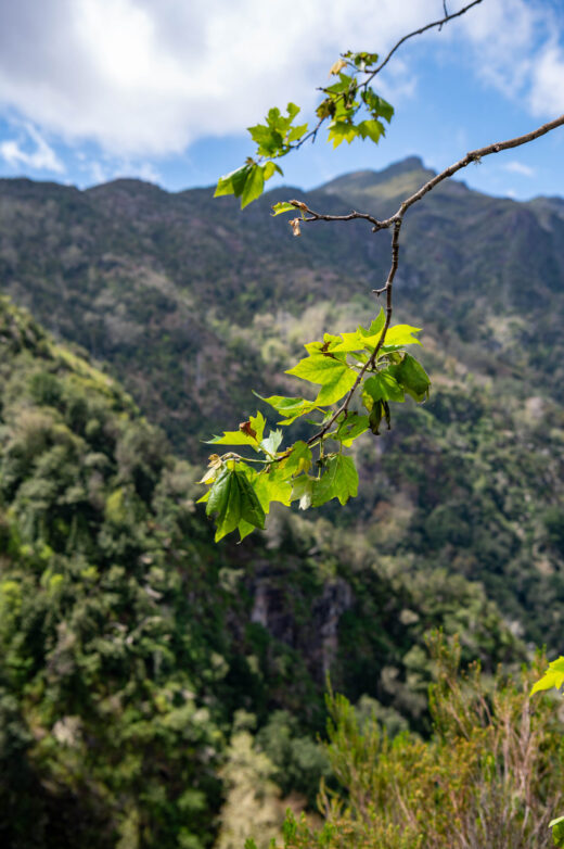 Levada dos Balcões