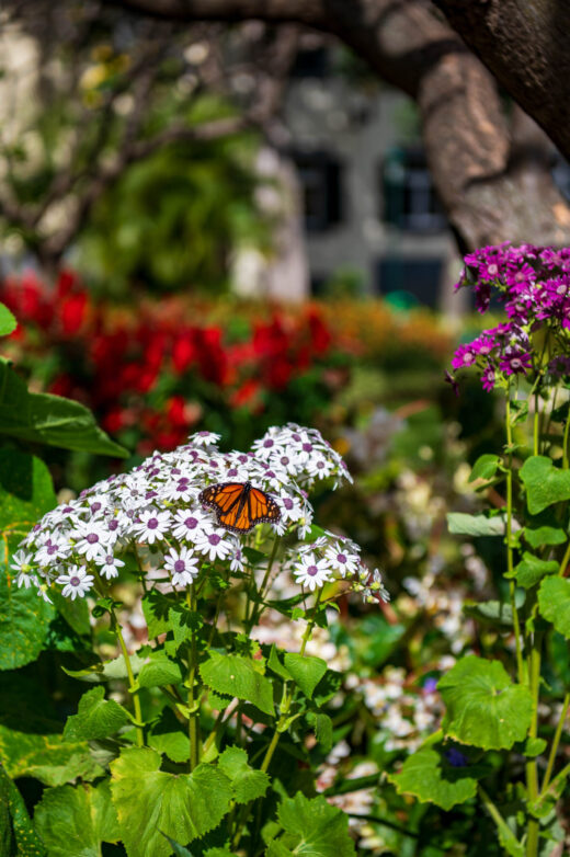 Park Miejski Funchal