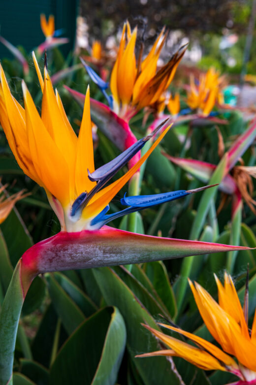 Funchal Park Santa Catarina