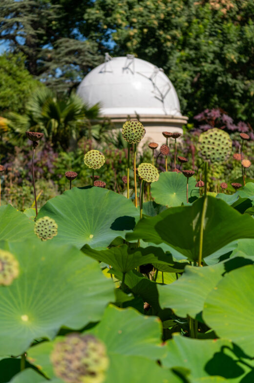Ogród Botaniczny Montpellier