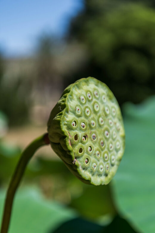Ogród Botaniczny Montpellier